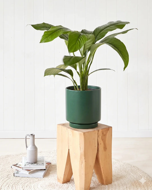 Peace Lily Sensation in a dark moss green pot, 240mm