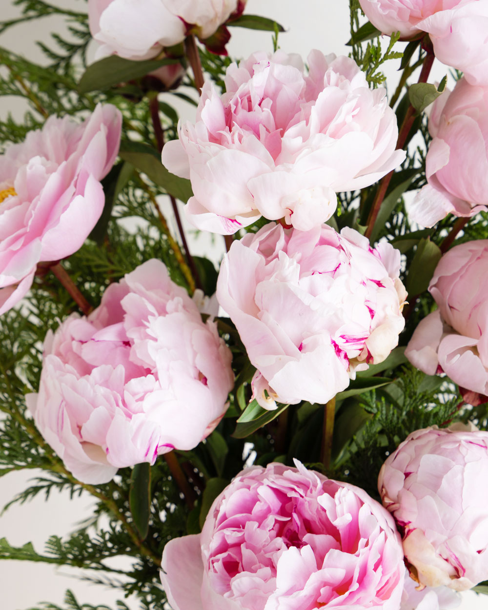 Peony Rose Sarah Bernhardt