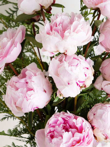 Peony Rose Sarah Bernhardt