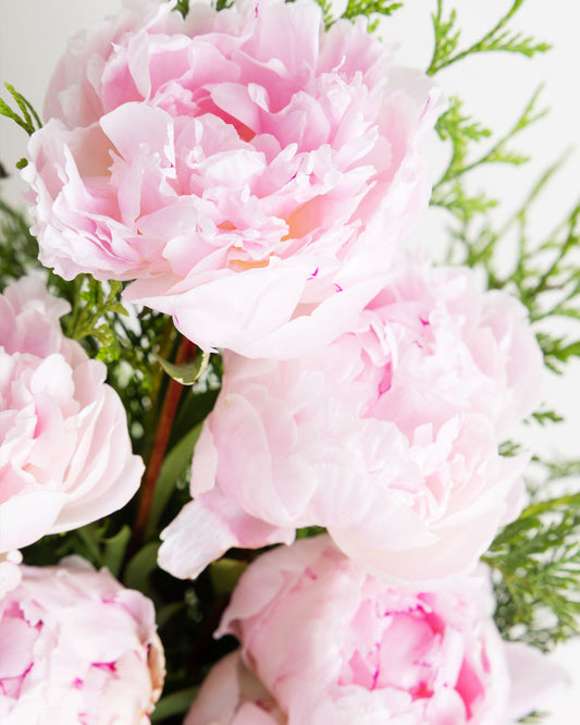 Peony Rose Sarah Bernhardt