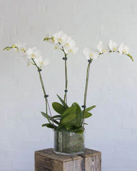Fig & Bloom