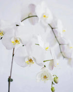 Phalaenopsis Orchids Medium