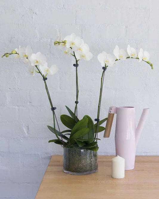 Phalaenopsis Orchids Medium