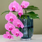 Phalaenopsis Orchid in Jewel Vase