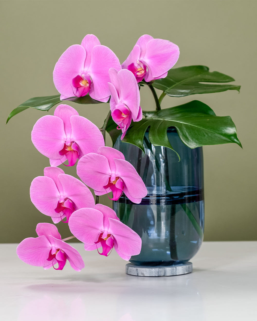 Phalaenopsis Orchid in Jewel Vase