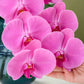 Phalaenopsis Orchid in Jewel Vase
