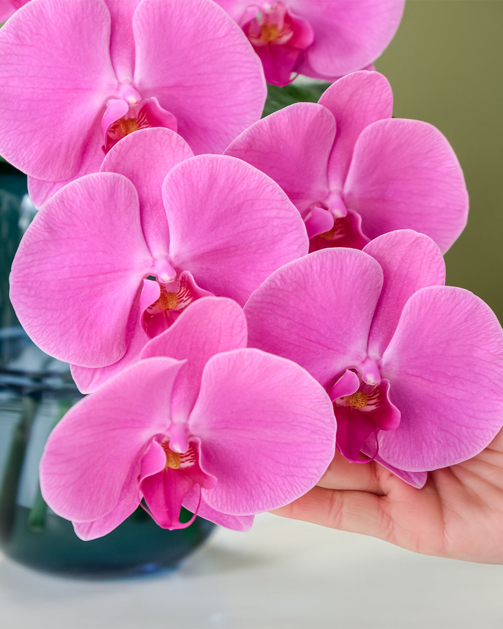 Phalaenopsis Orchid in Jewel Vase