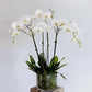 Phalaenopsis Orchids Tall