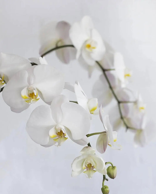 Phalaenopsis Orchids Tall