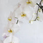 Phalaenopsis Orchids Tall
