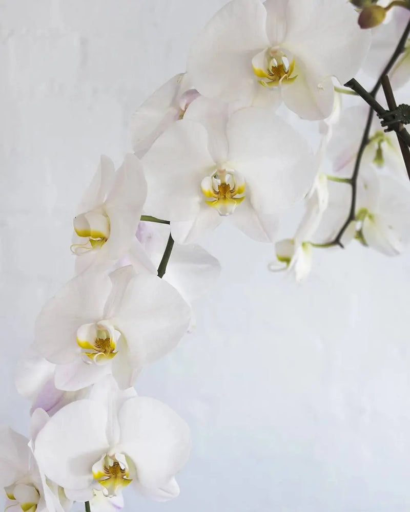 Phalaenopsis Orchids Tall