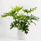 Philodendron Hope (280mm)