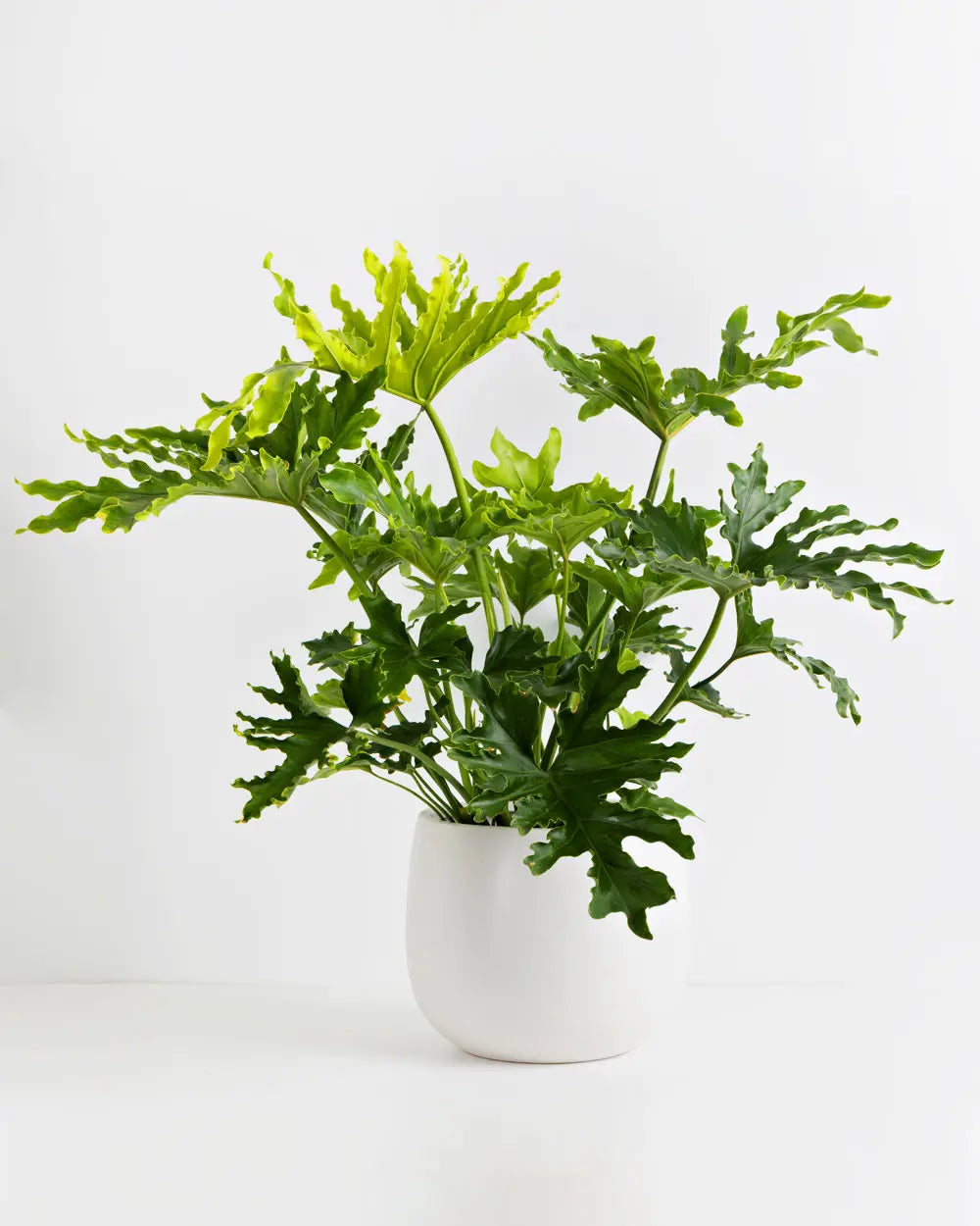 Philodendron Hope (280mm)