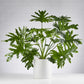 Philodendron Hope in White Pot (240mm)