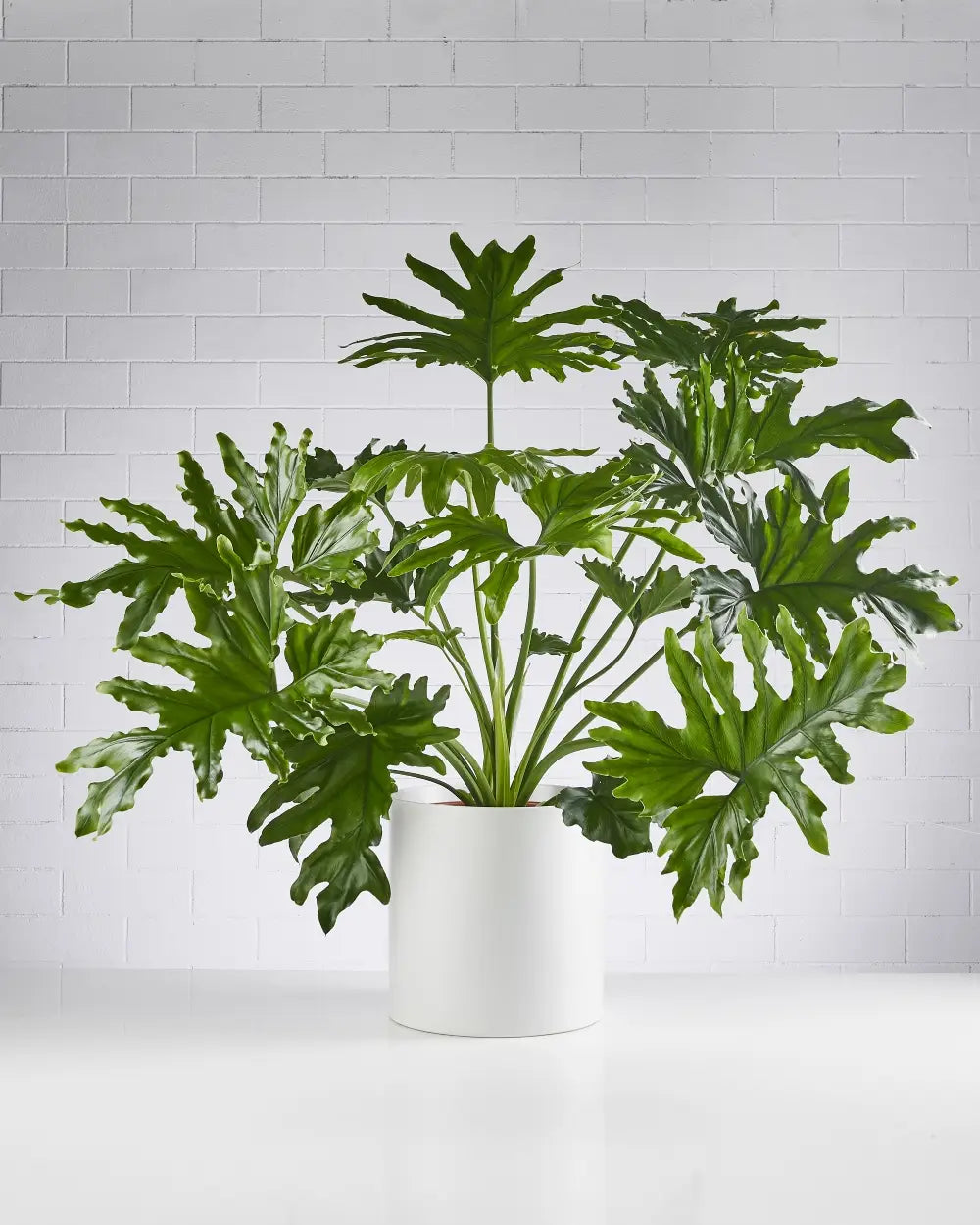 Philodendron Hope in White Pot (240mm)