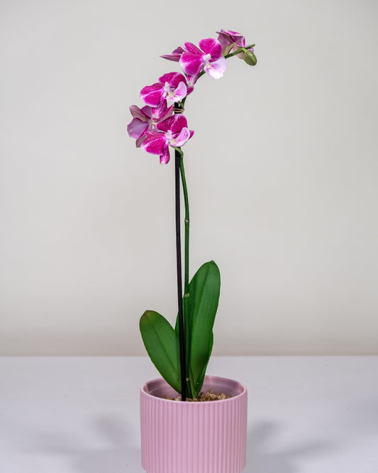 Small Phalaenopsis Orchid – Pink