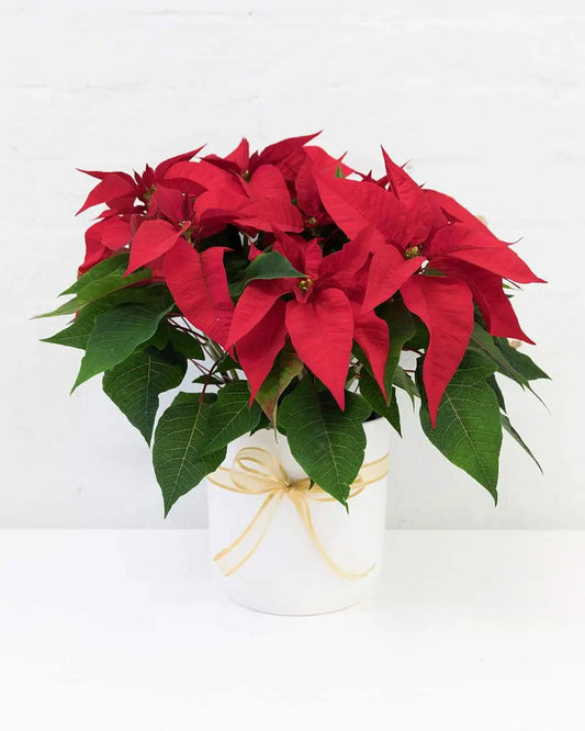 Potted Poinsettia (Red)