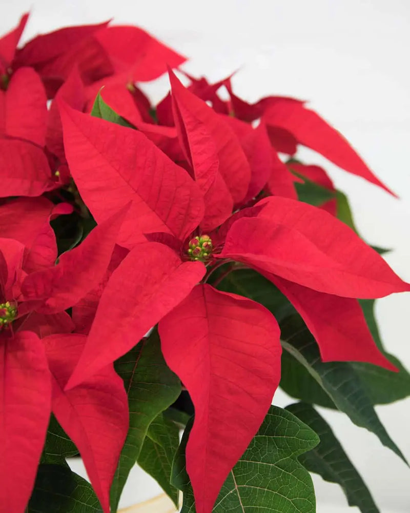 Potted Poinsettia (Red)