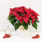 Potted Poinsettia (Red)