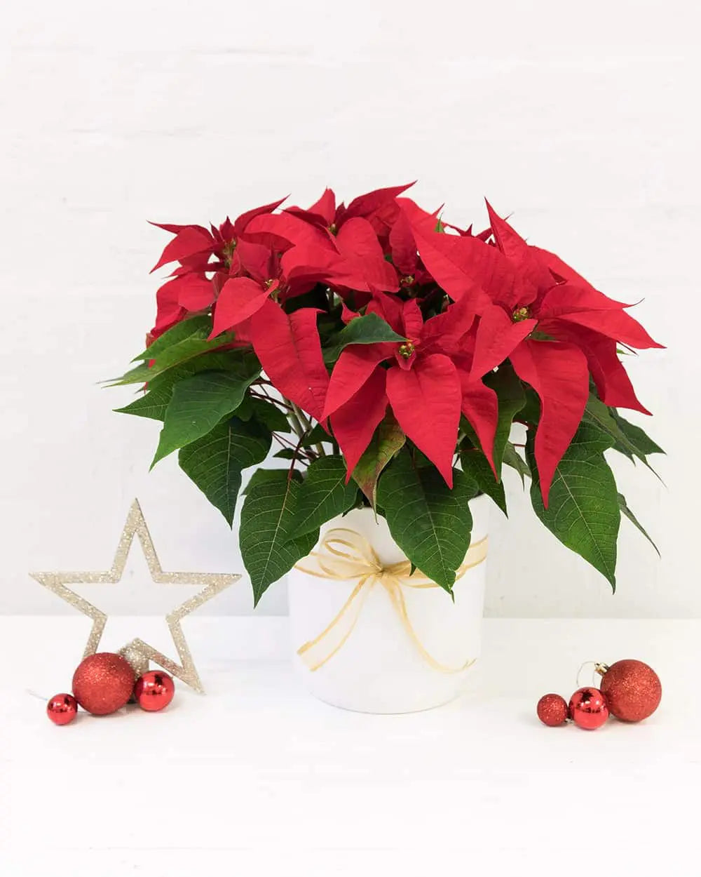 Poinsettia Red