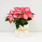 Potted Poinsettia (Pink)
