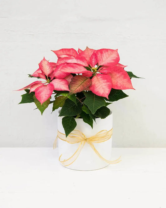 Potted Poinsettia (Pink)