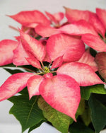 Potted Poinsettia (Pink)