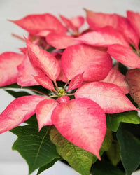 Potted Poinsettia (Pink)