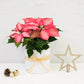 Potted Poinsettia (Pink)