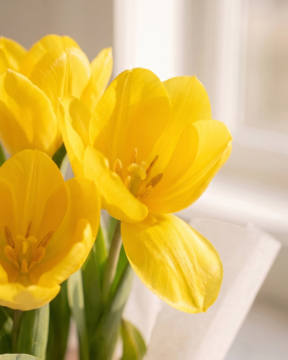 Potted Tulip - Yellow