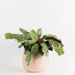 Fishbone Plant in Pink Pot