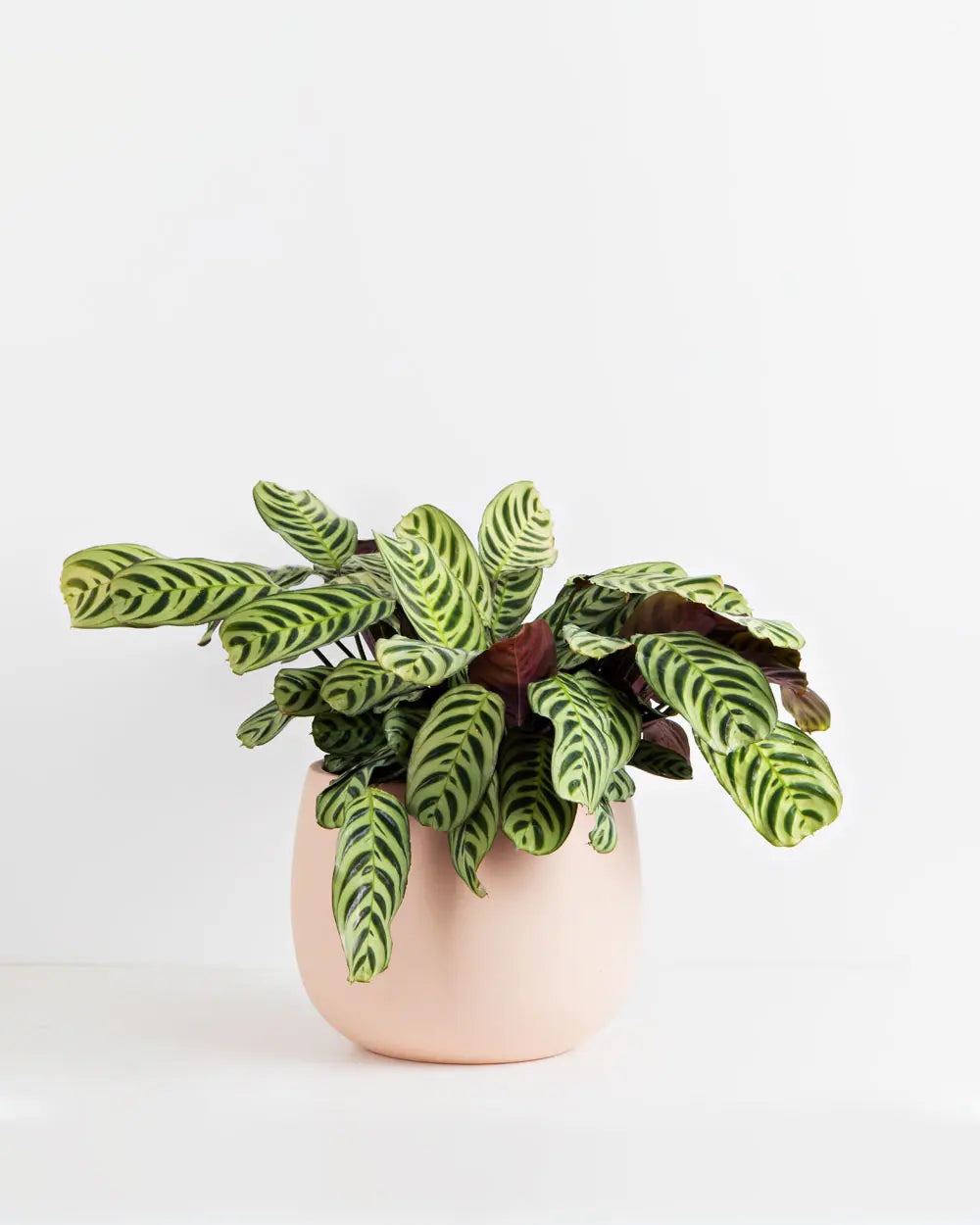 Fishbone Plant in Pink Pot