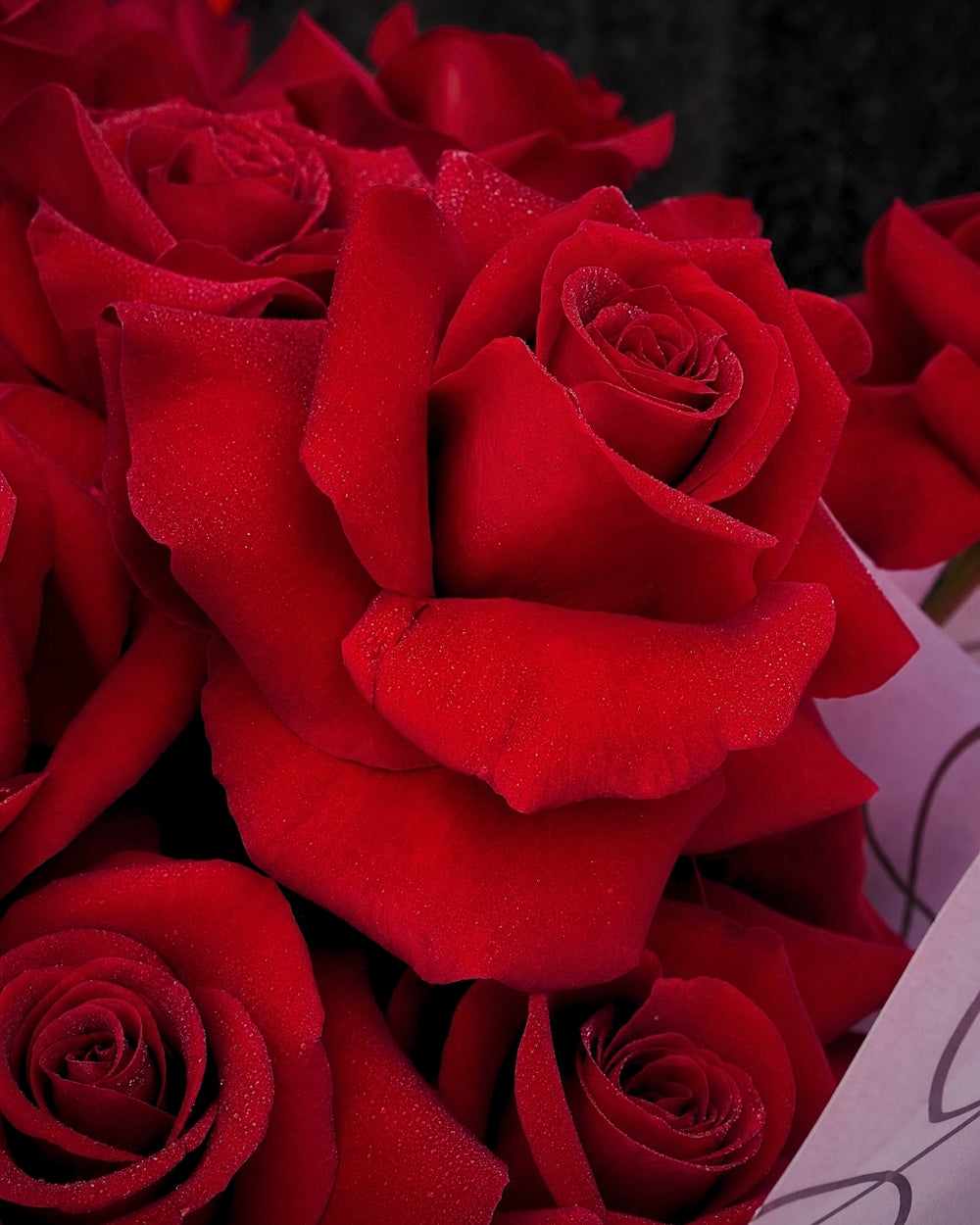 Reflexed Roses - Red