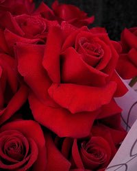 Reflexed Roses - Red