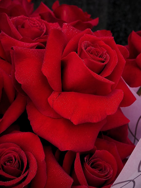 Reflexed Roses - Red