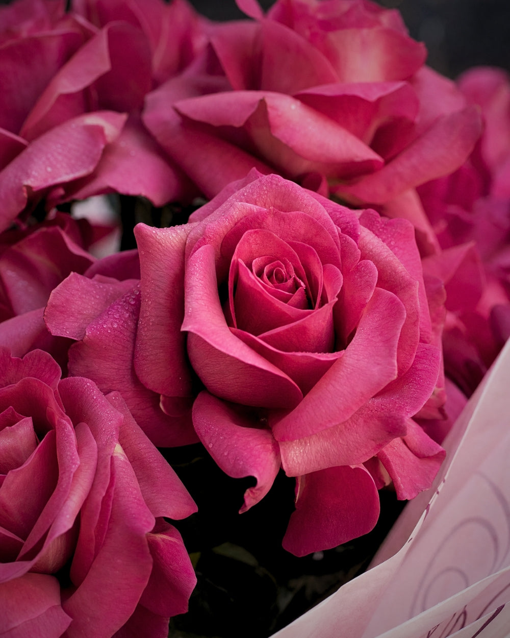 Reflexed Roses - Hot Pink
