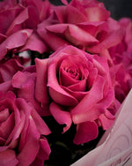 Reflexed Roses - Hot Pink