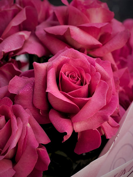 Reflexed Roses - Hot Pink