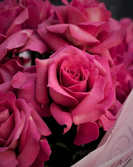 Reflexed Roses - Hot Pink