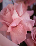 Reflexed Roses - Pastel Pink