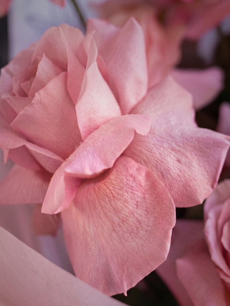Reflexed Roses - Pastel Pink