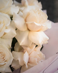 Reflexed Roses - White