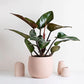 Philodendron Rojo Congo (Pink Pot)