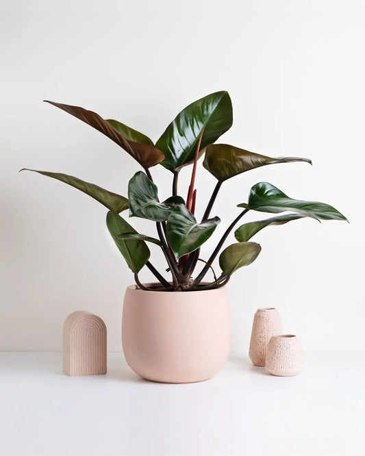 Philodendron Rojo Congo (Pink Pot)