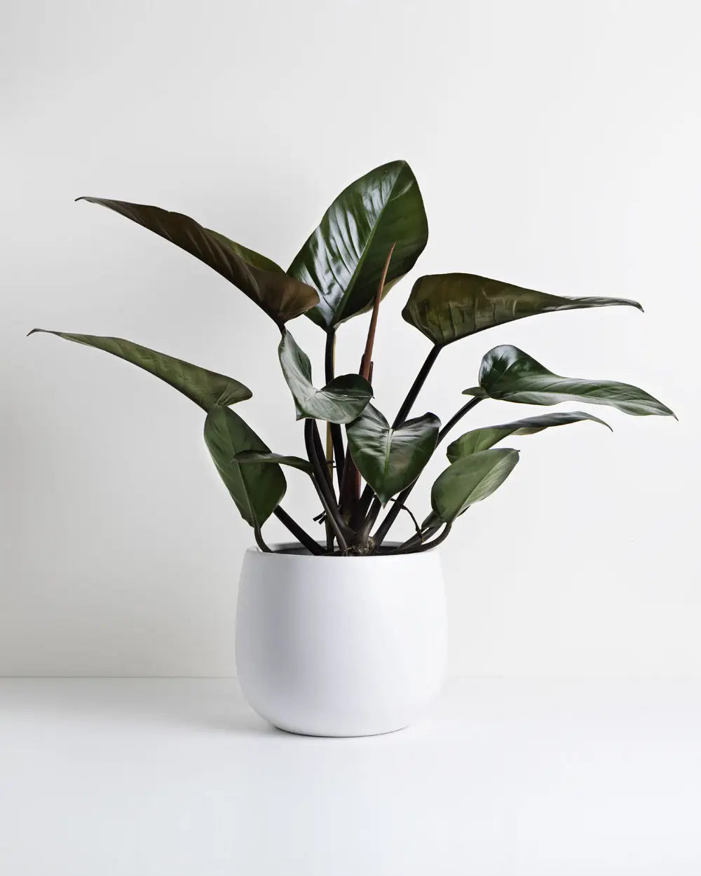 Philodendron Rojo Congo (White Pot)
