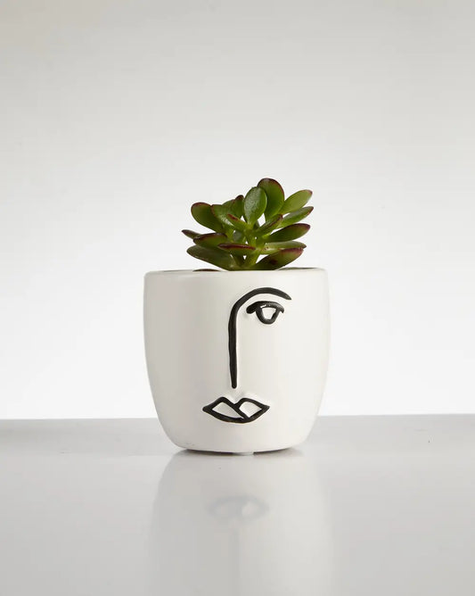 Succulent “Crassula Ovata” in Face Pot (60mm)