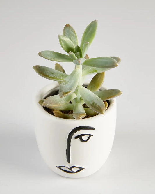 Succulent “Pachyphytum” in Face Pot (60mm)