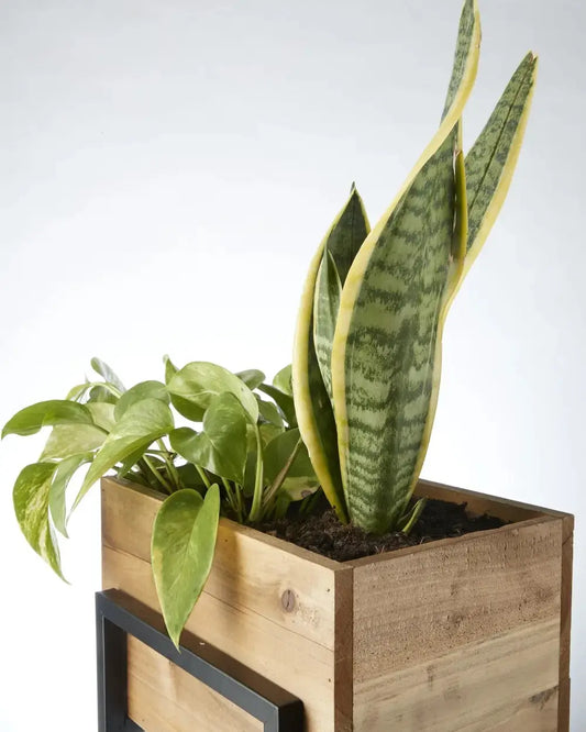 Timber Twin Plant Stand