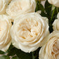 White Rose Bouquet