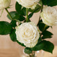 White Roses in Balloon Glass Vase